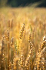Fototapeta premium Close up of wheat ears. Field of wheat in a summer day