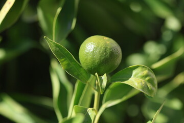 green ripening tangerine on the tree