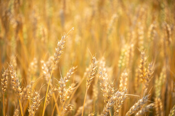 Close up of wheat ears. Field of wheat in a summer day