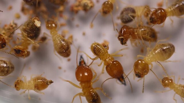Close up of the Small termite in Petri dish glass for education in Laboratory.