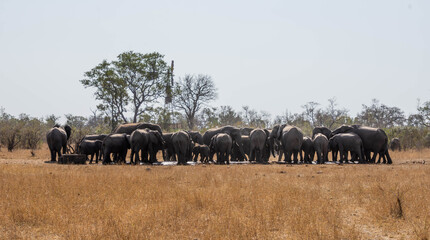 Naklejka premium African Elephants