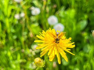 Bee on a yellow dandelion flower. Close-up