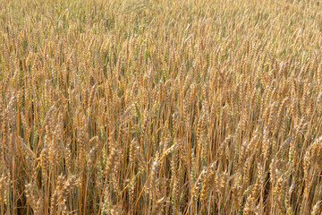 Close up of wheat ears. Field of wheat in a summer day