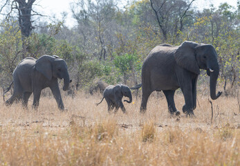 Fototapeta premium African Elephants