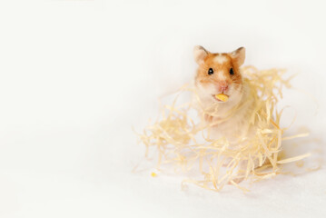 Cute domestic hamster eats corn, close-up. Banner layout for veterinary clinics, pet stores,...