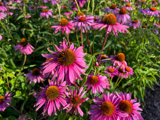 Obraz premium Close-up of coneflowers in a flower bed by the street