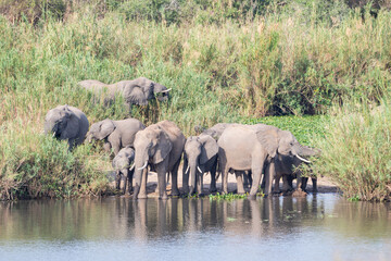 Fototapeta premium African Elephants