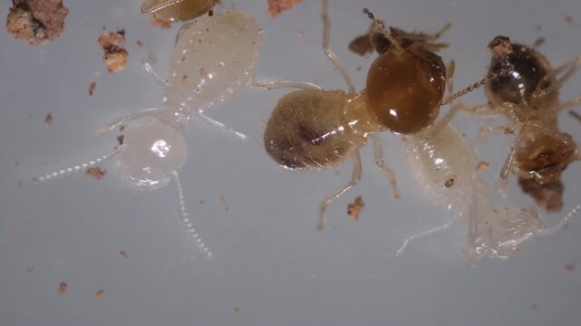 Close up of the Small termite in Petri dish glass for education in Laboratory.
