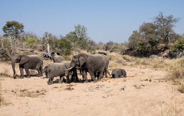 Naklejka premium African Elephants