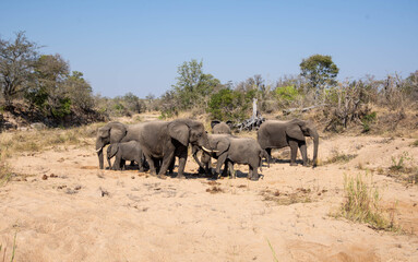Obraz premium African Elephants