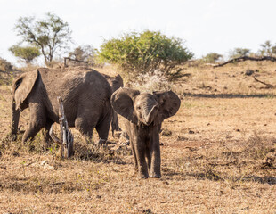 African Elephants