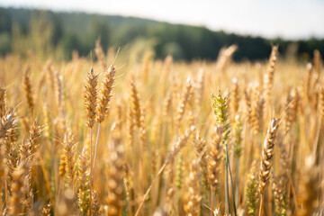 Fototapeta premium Close up of wheat ears. Field of wheat in a summer day