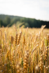 Naklejka premium Close up of wheat ears. Field of wheat in a summer day