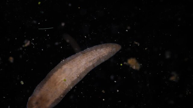 Planarian parasite (flatworm) under microscope view.