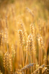 Close up of wheat ears. Field of wheat in a summer day