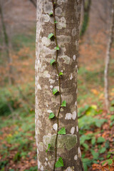 Tree trunks. Injured tree trunks. Trees and trunks in the forest. Tree trunks with writing written on them. 