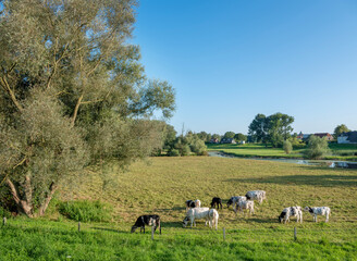 cows at village of ooij in ooijpolder near nijmegen