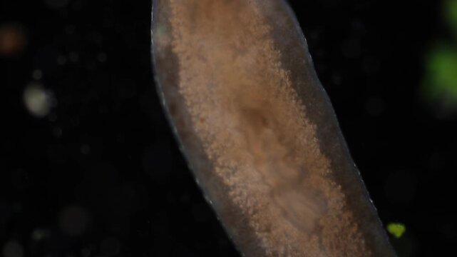 Planarian parasite (flatworm) under microscope view.