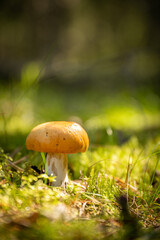 beautiful close up photo of yellow mushroom in green forest