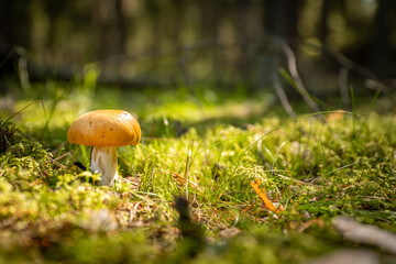 beautiful close up photo of yellow mushroom in green forest