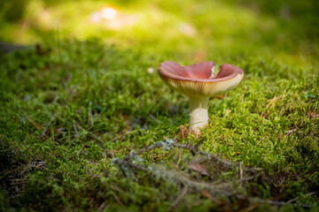 beautiful close up photo of yellow mushroom in green forest