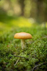 beautiful close up photo of yellow mushroom in green forest