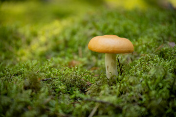 beautiful close up photo of yellow mushroom in green forest