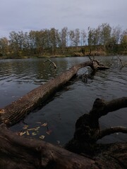fallen tree in the lake
