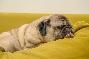 Close-up of a sleeping old pug
