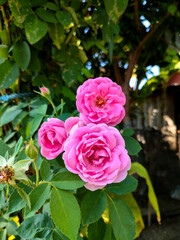 pink rose flower, three pink roses