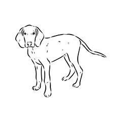 Happy American Foxhound peeking dog. Foxhound portrait. Black and white vector illustration.