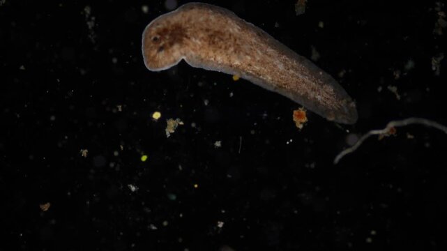 Planarian parasite (flatworm) under microscope view.