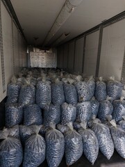 Loading plums for a cannery