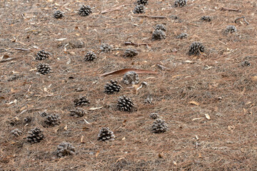 Dry needles and cones under a stone pine tree