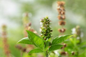 Great basil or simply basil (Ocimum basilicum), a culinary herb of the family Lamiaceae 