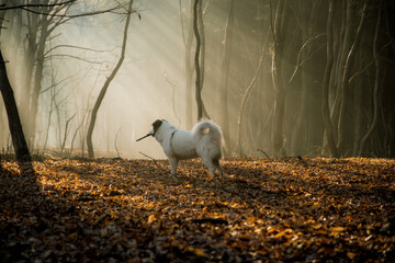 happy white dog playing in foggy forest in late autumn