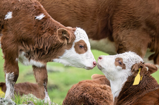Two calves show affection towards each other. Auckland.
