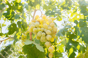 Closeup of ripe grapes on the wine against sunlight. Green foliage and grapes as background