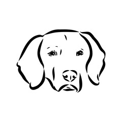 Happy American Foxhound peeking dog. Foxhound portrait. Black and white vector illustration.