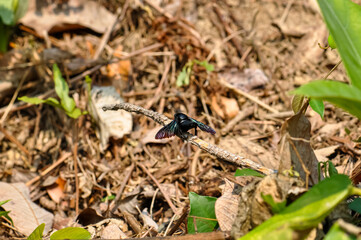 Purple carpenter bee sitting on a branch. Macro photo of a bee
