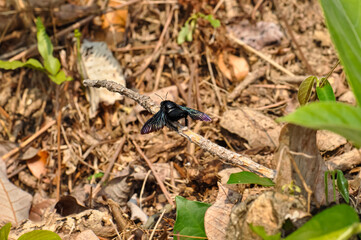 Purple carpenter bee sitting on a branch. Macro photo of a bee