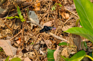 Purple carpenter bee sitting on a branch. Macro photo of a bee