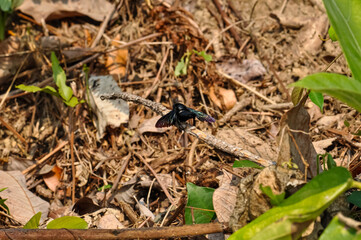 Purple carpenter bee sitting on a branch. Macro photo of a bee
