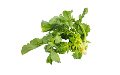 Rocket, eruca or arugula (Eruca vesicaria), eaten as salad ingredient or fresh green leaf