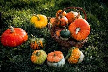 autumn decorative pumpkins. Thanksgiving or Halloween holiday  harvest concept.