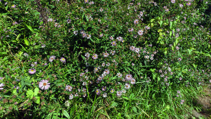 Lilac flowers in the garden on a sunny day