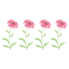 Vector Illustration Daisies Watercolor