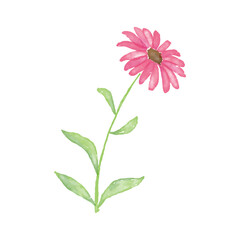 Vector Illustration Daisies Watercolor