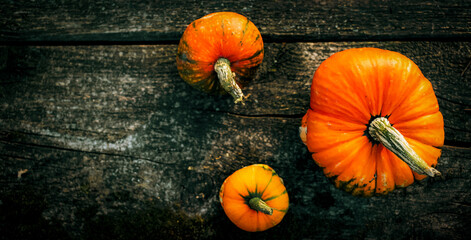 autumn decorative pumpkins. Thanksgiving or Halloween holiday  harvest concept.