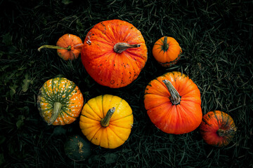 autumn decorative pumpkins. Thanksgiving or Halloween holiday  harvest concept.